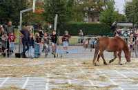 IMG-20261009-WA0008